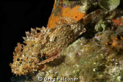 Spotted Scorpionfish at night at Chancanaab on July 11, 2... by Greg Falconer 